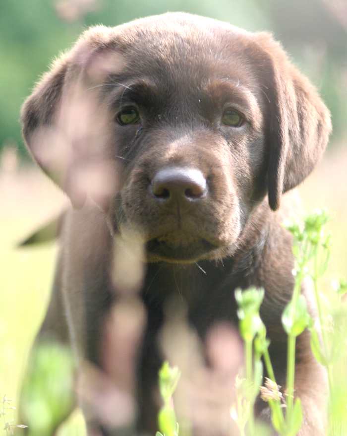 chocolate-labrador-puppy-meadow