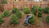 Feminized Cannabis Seeds Help Grow Indoor Plantations